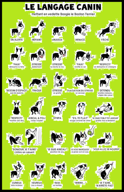 Le langage canin